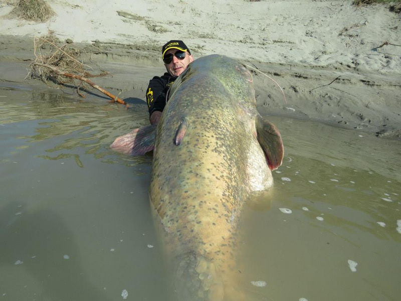Illustration for article titled Monster 280-pound catfish caught in Italy